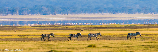 Kenya Maasai Mara Africa-22